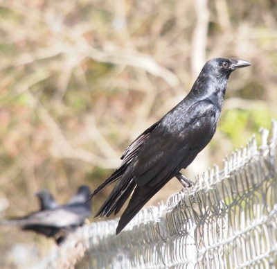 [A side view of this all black bird, including beak and legs, as it perches on a top rail of a chain-link fence. The bird may have just landed as its wings are slightly separated from its back.]